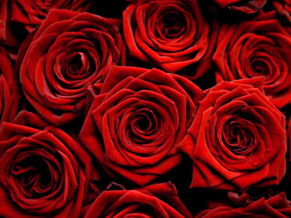 Hd Roses Wallpapers