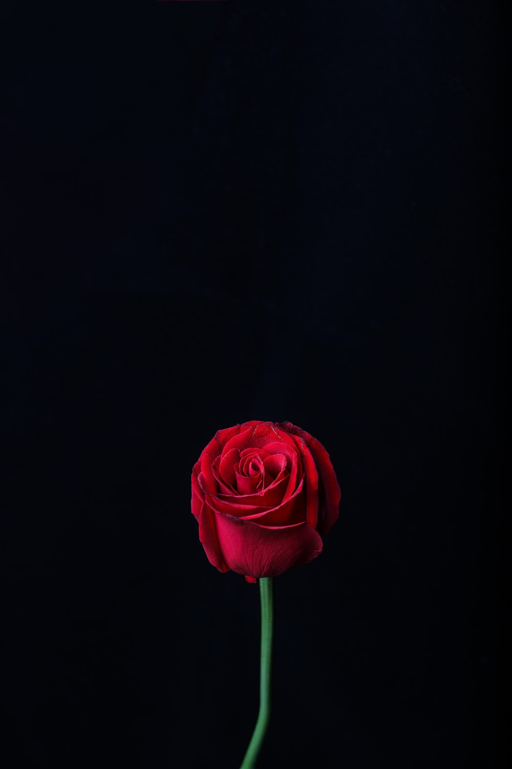 Hd Roses Wallpapers