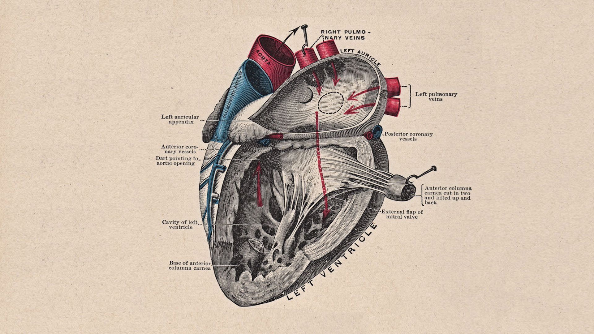 Heart Anatomy Wallpapers