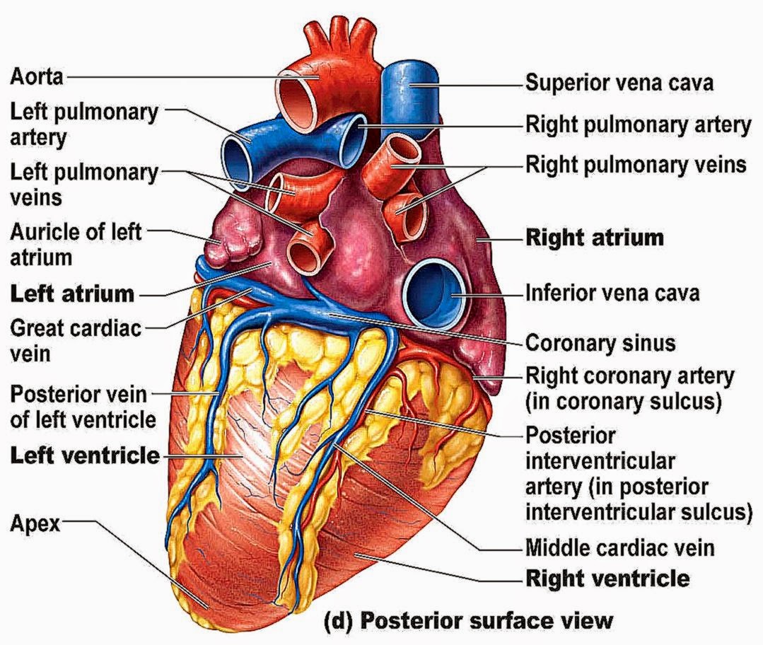 Heart Anatomy Wallpapers