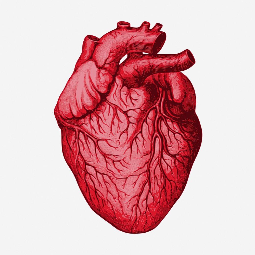 Heart Anatomy Wallpapers