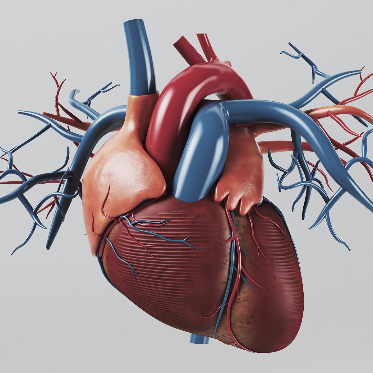 Heart Anatomy Wallpapers