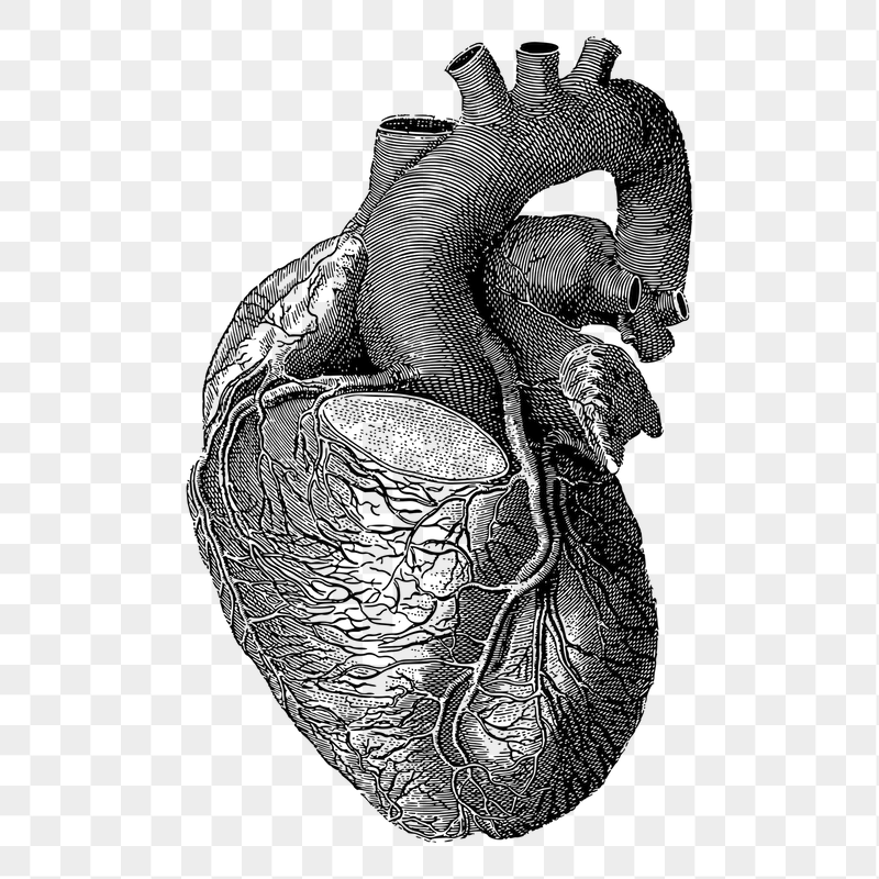 Heart Anatomy Wallpapers