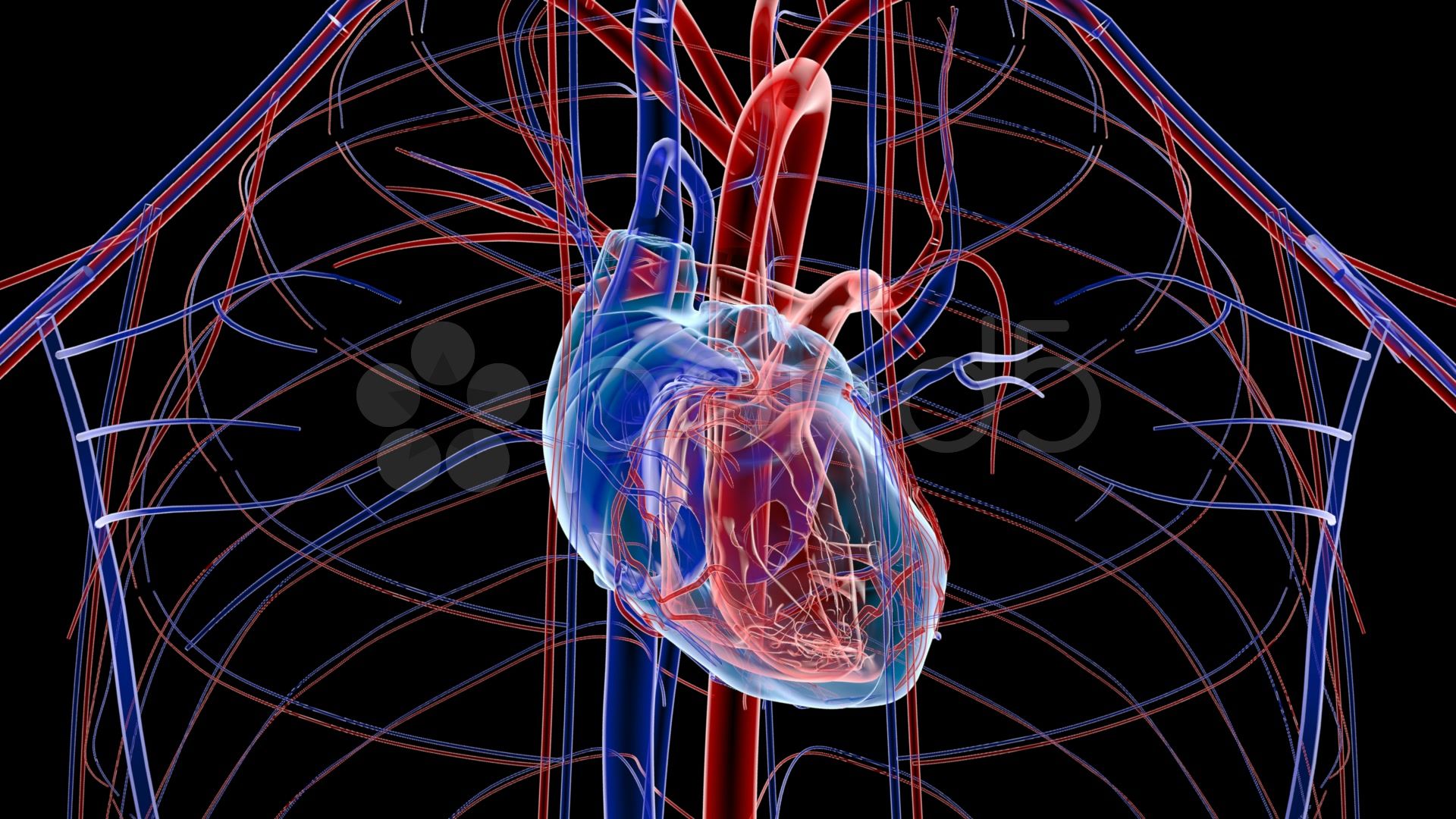 Heart Anatomy Wallpapers