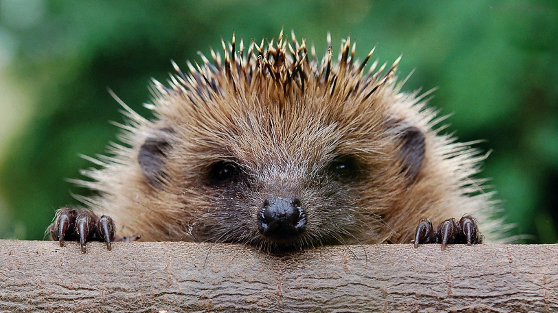 Hedgehogs Wallpapers