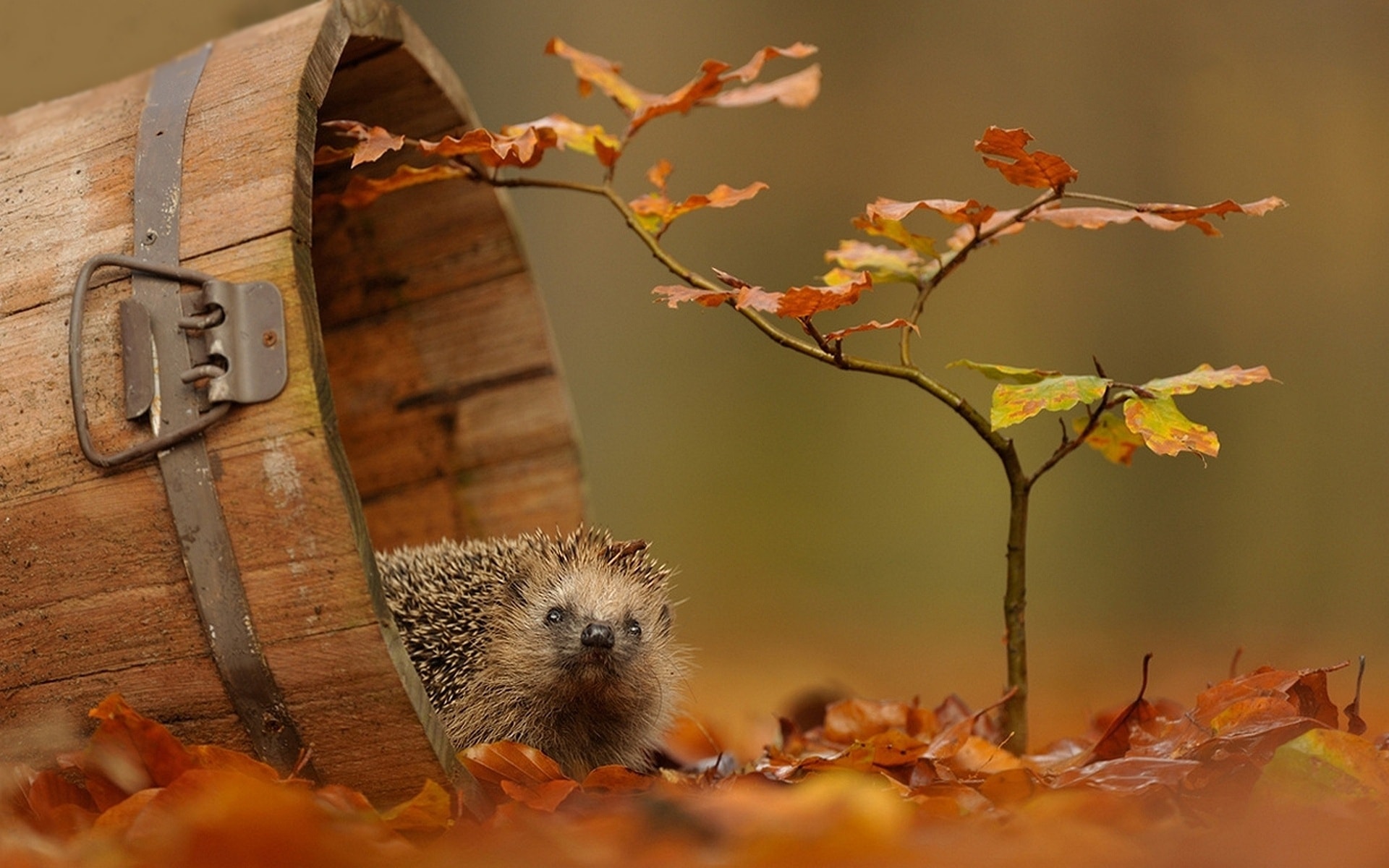 Hedgehogs Wallpapers