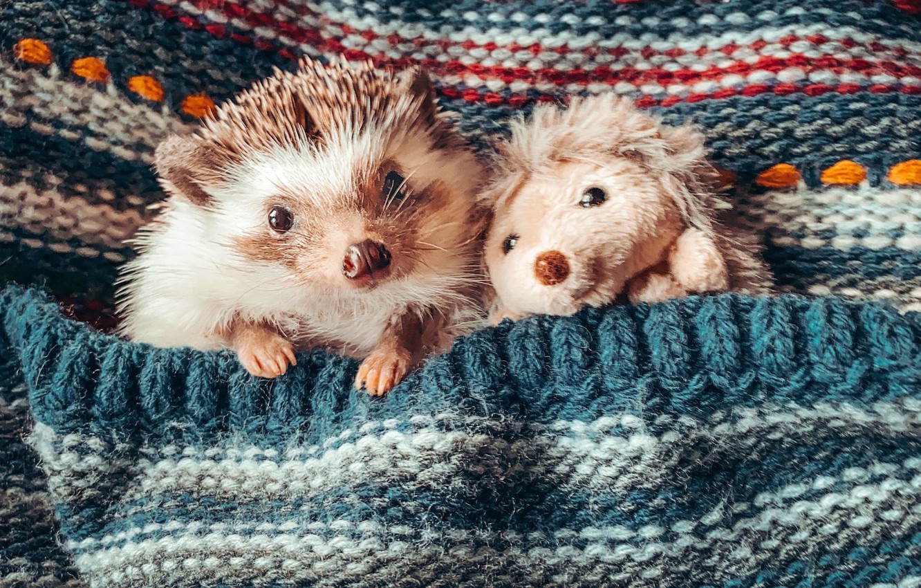 Hedgehogs Wallpapers