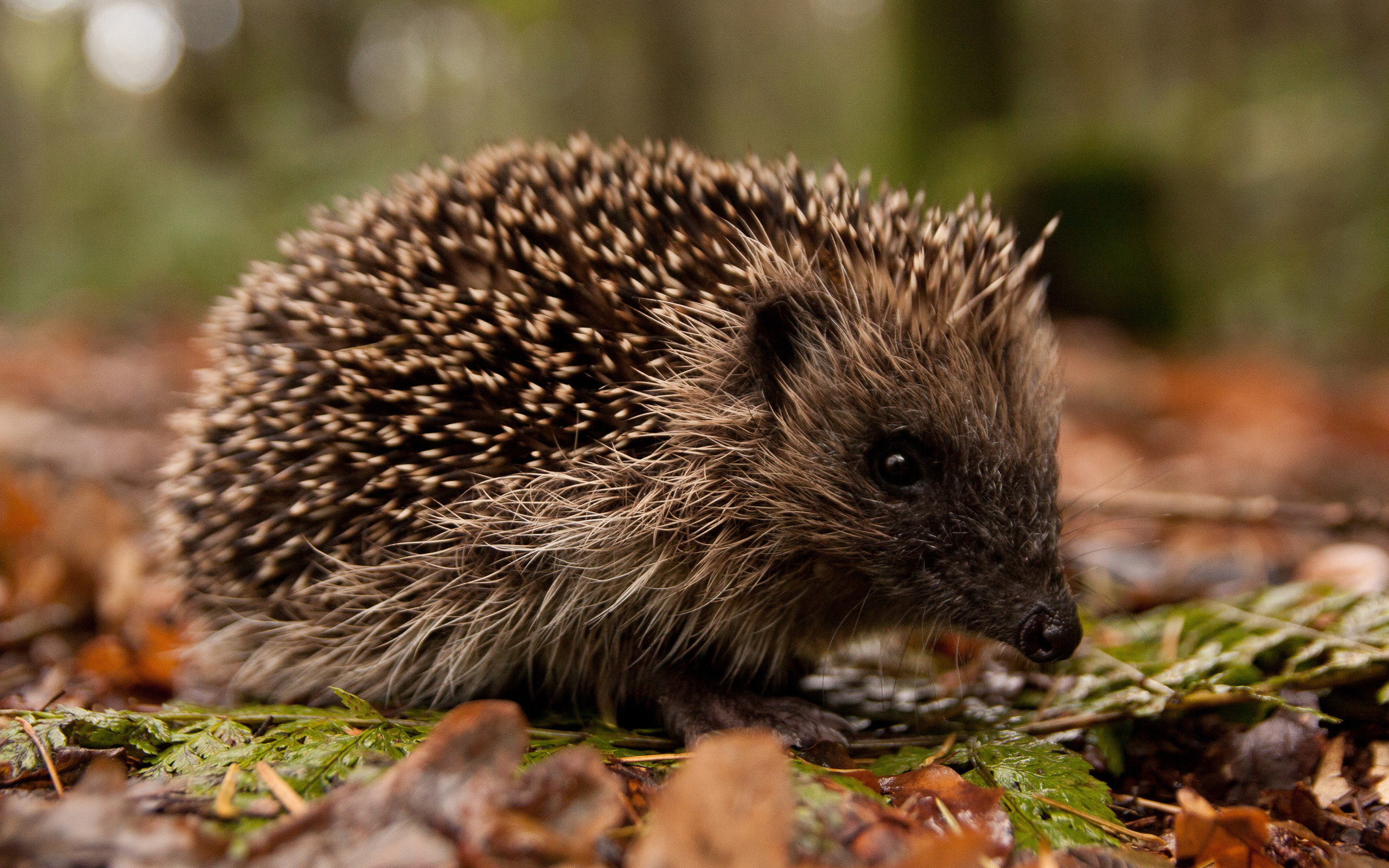 Hedgehogs Wallpapers