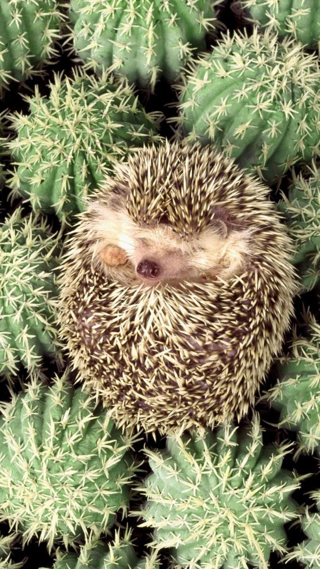 Hedgehogs Wallpapers