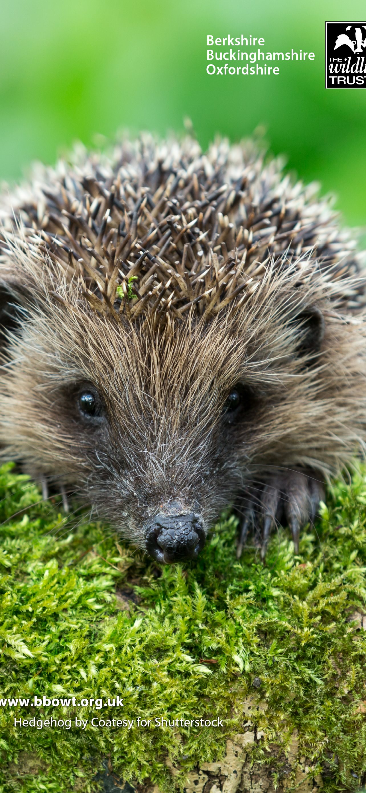 Hedgehogs Wallpapers