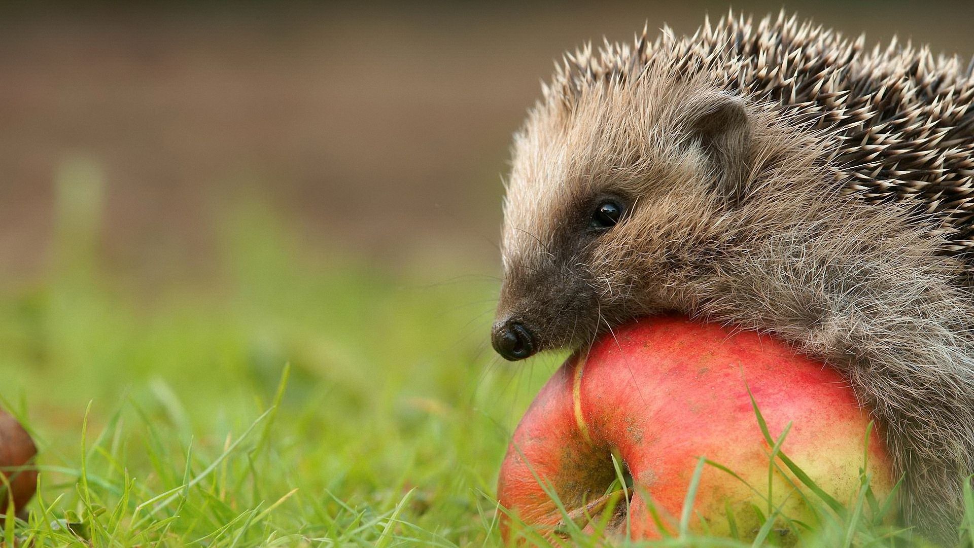 Hedgehogs Wallpapers