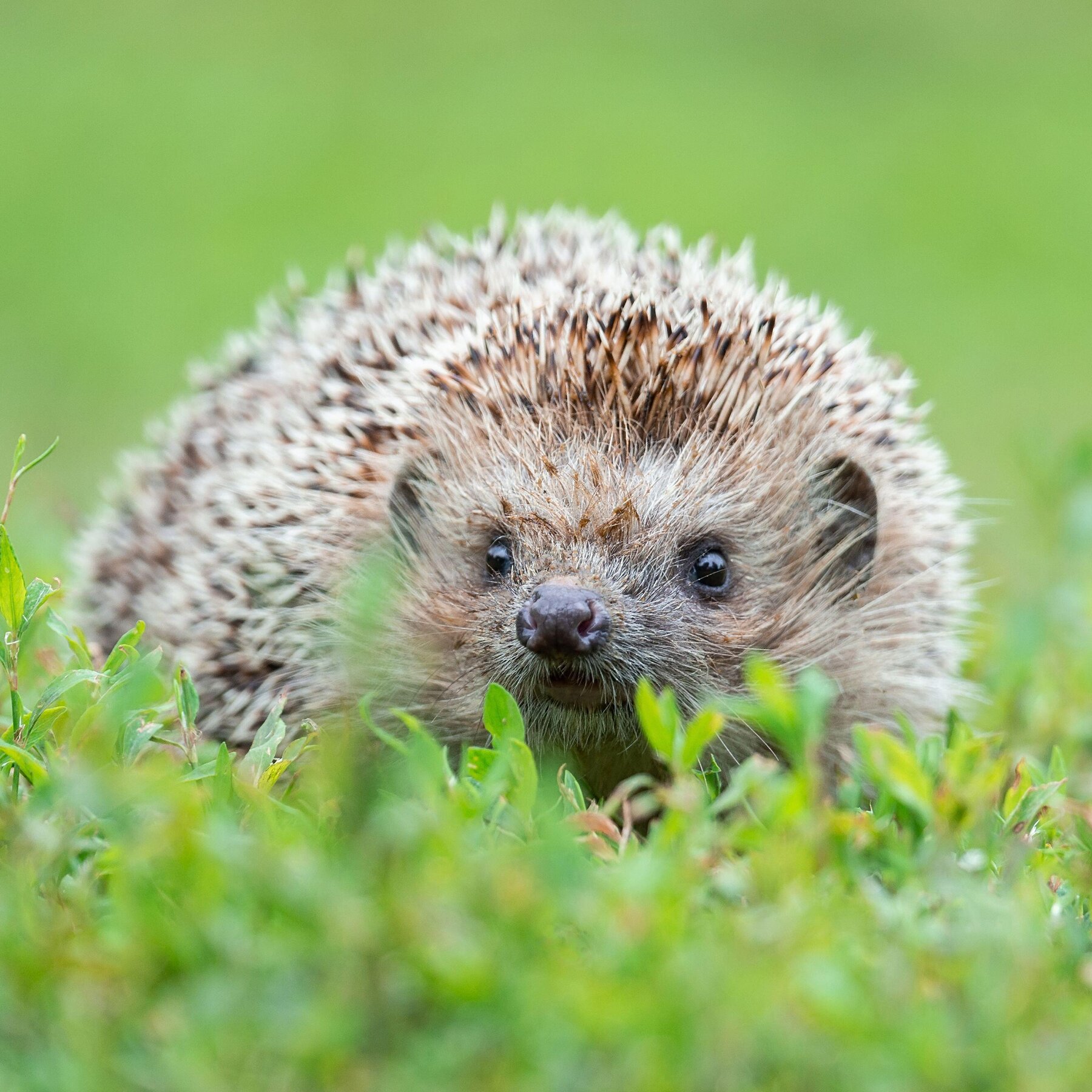 Hedgehogs Wallpapers