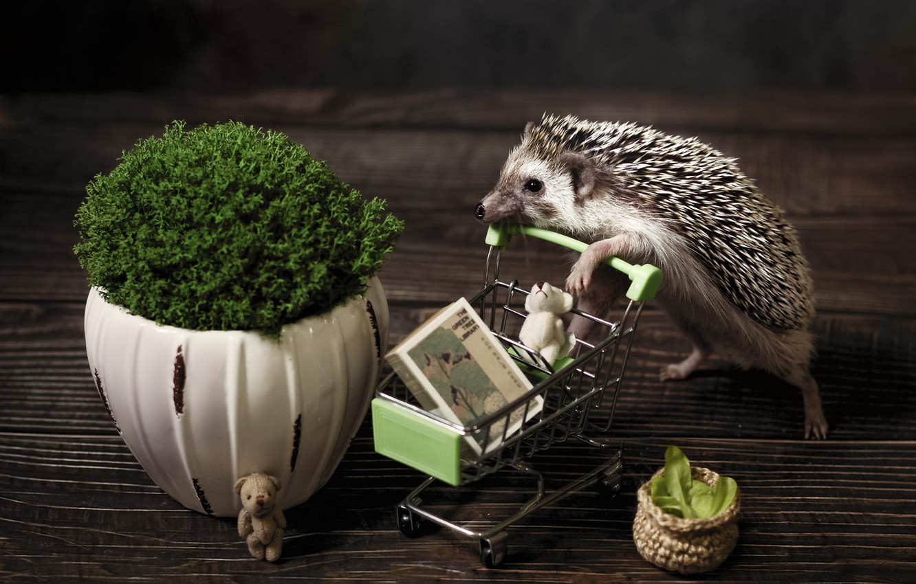 Hedgehogs Wallpapers