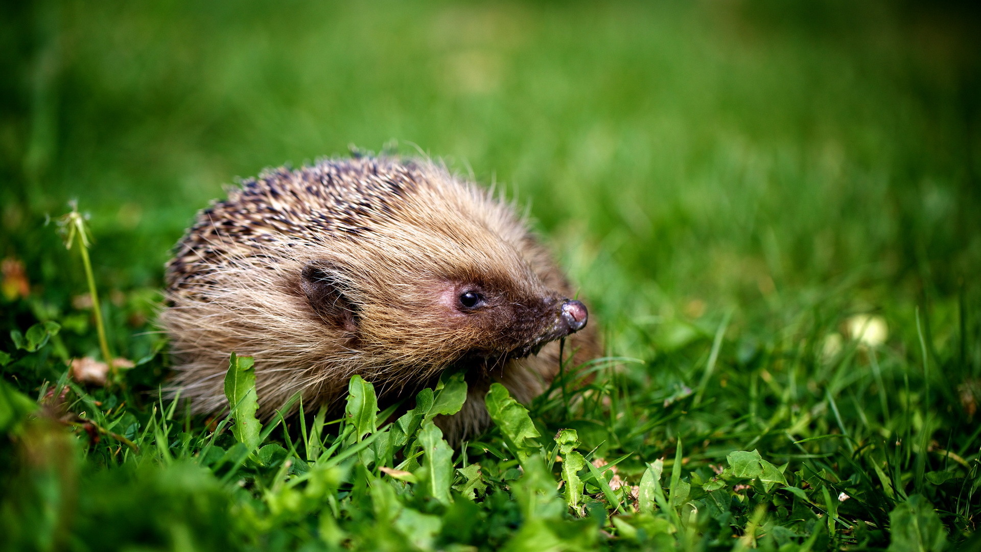 Hedgehogs Wallpapers