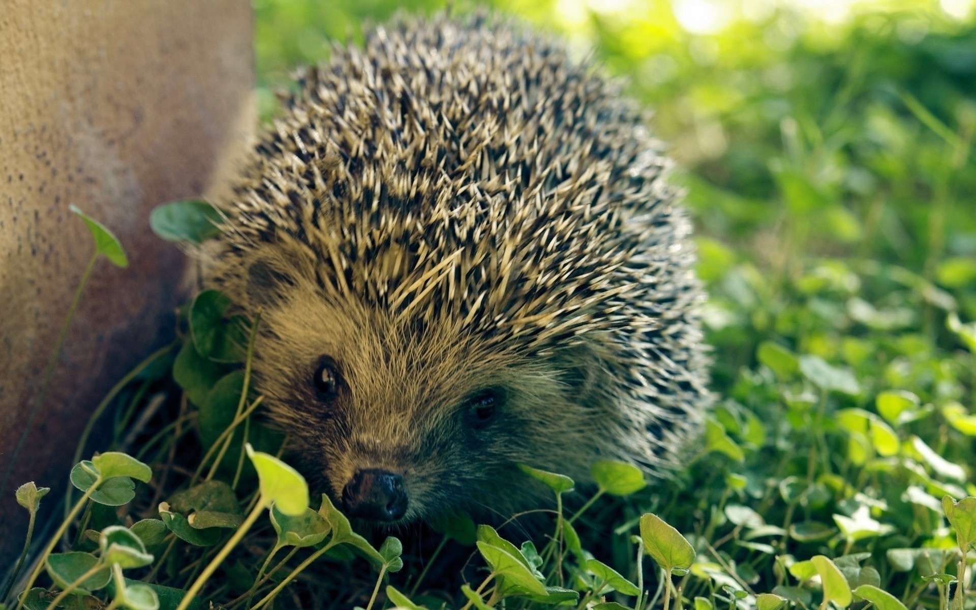 Hedgehogs Wallpapers