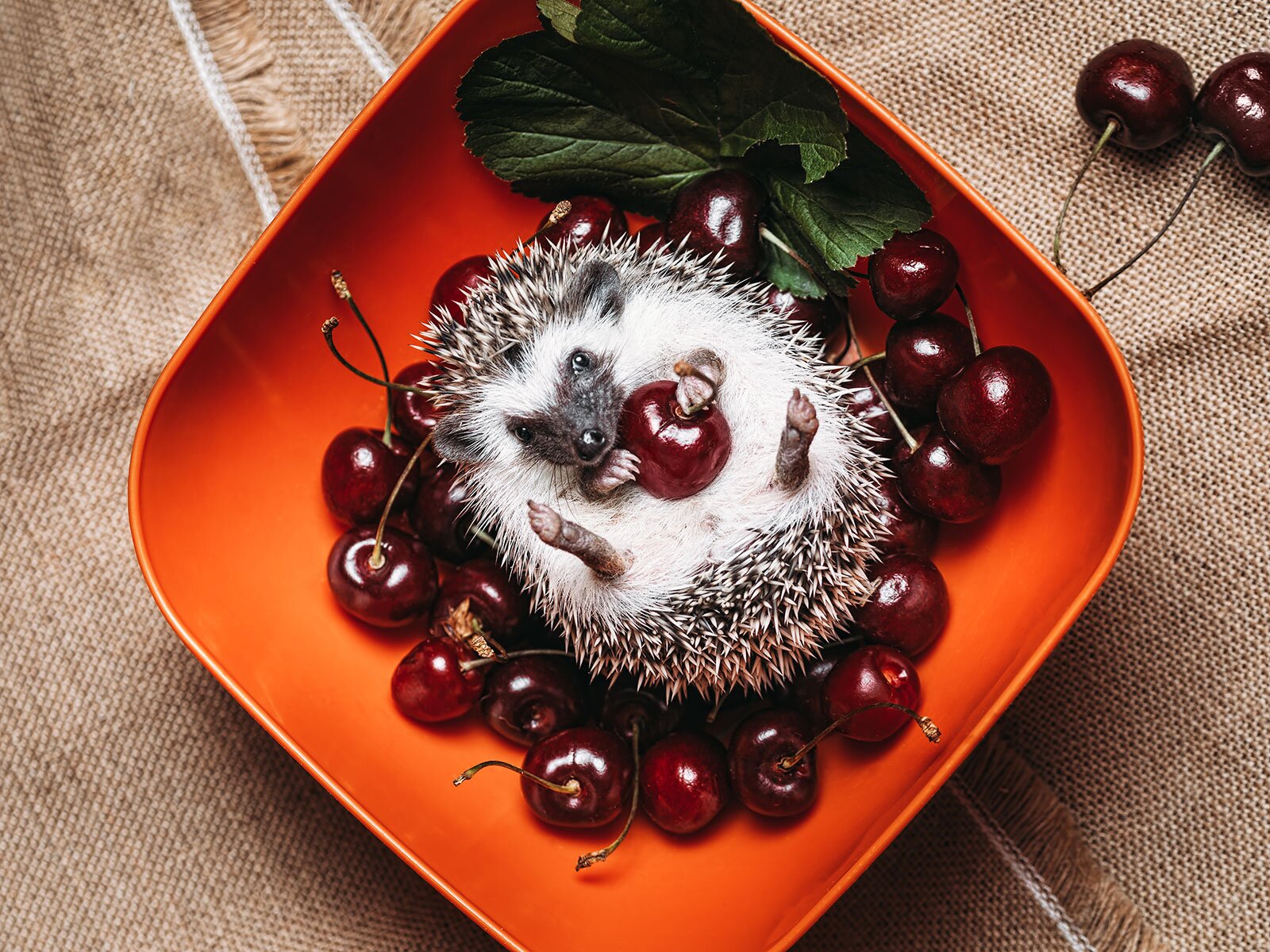 Hedgehogs Wallpapers