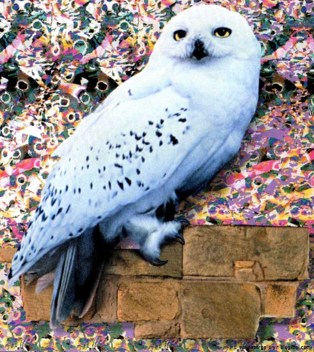 Hedwig Wallpapers