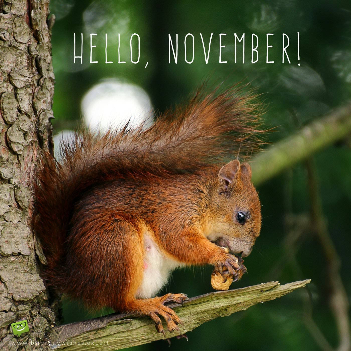 Hello November Wallpapers