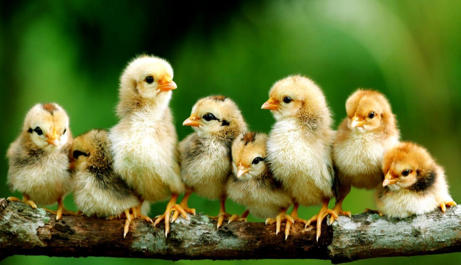 Hen Wallpapers