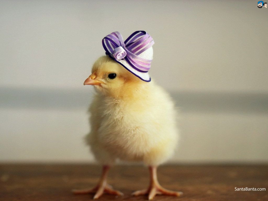 Hen Wallpapers