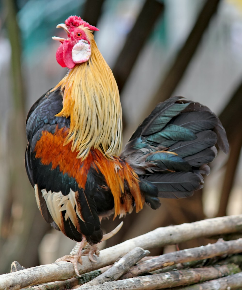 Hen Wallpapers