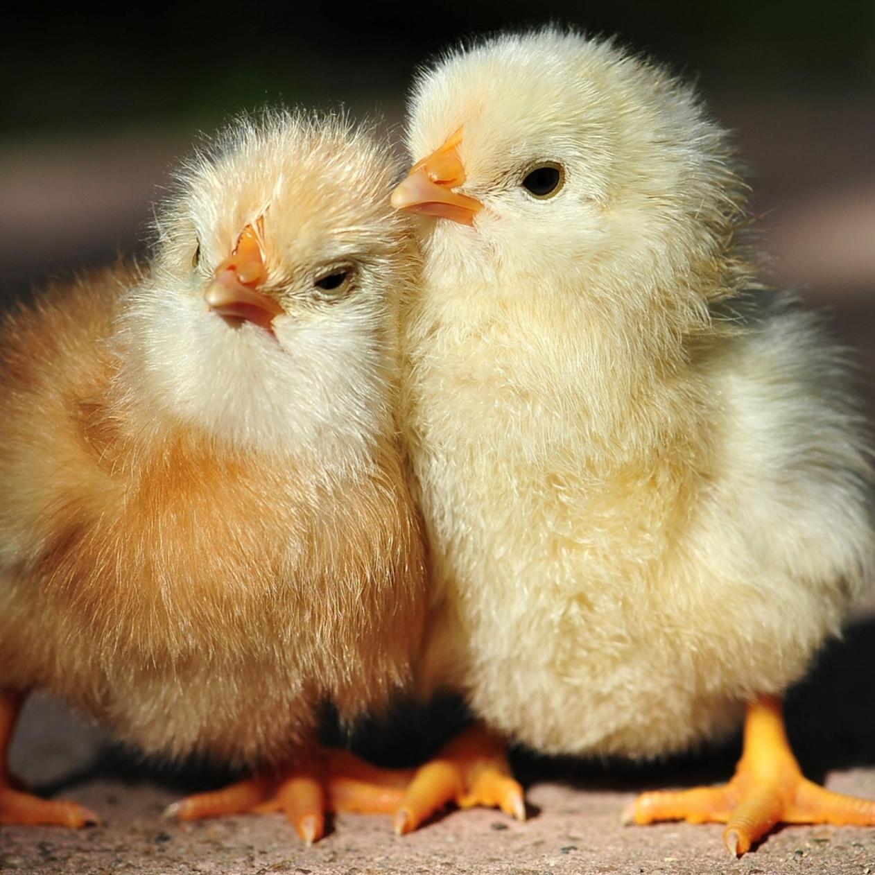 Hen Wallpapers