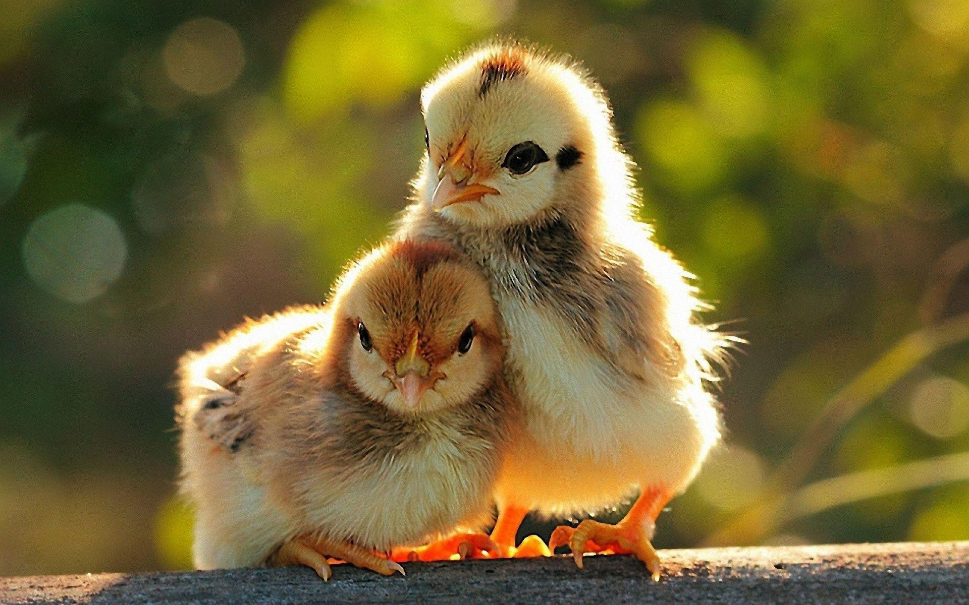 Hen Wallpapers