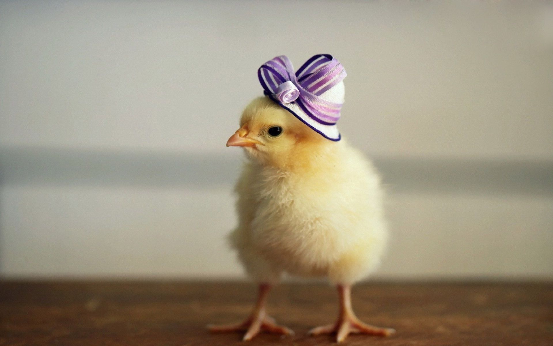 Hen Wallpapers