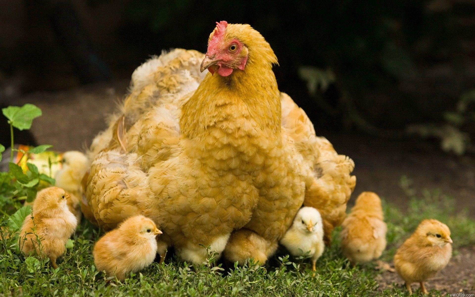 Hen Wallpapers