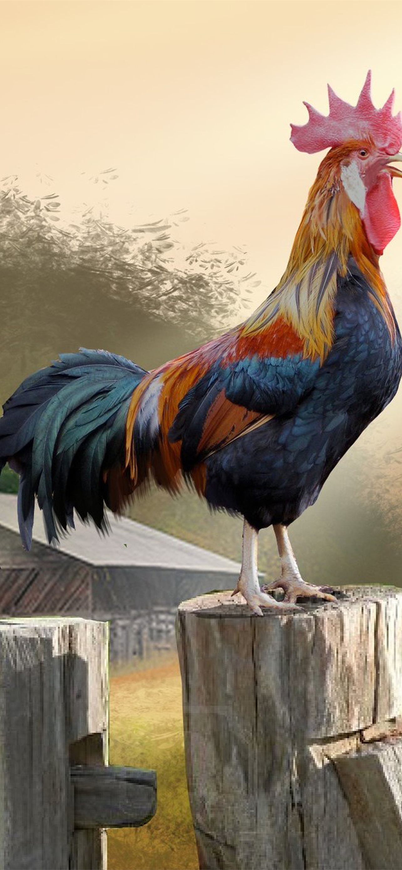 Hen Wallpapers