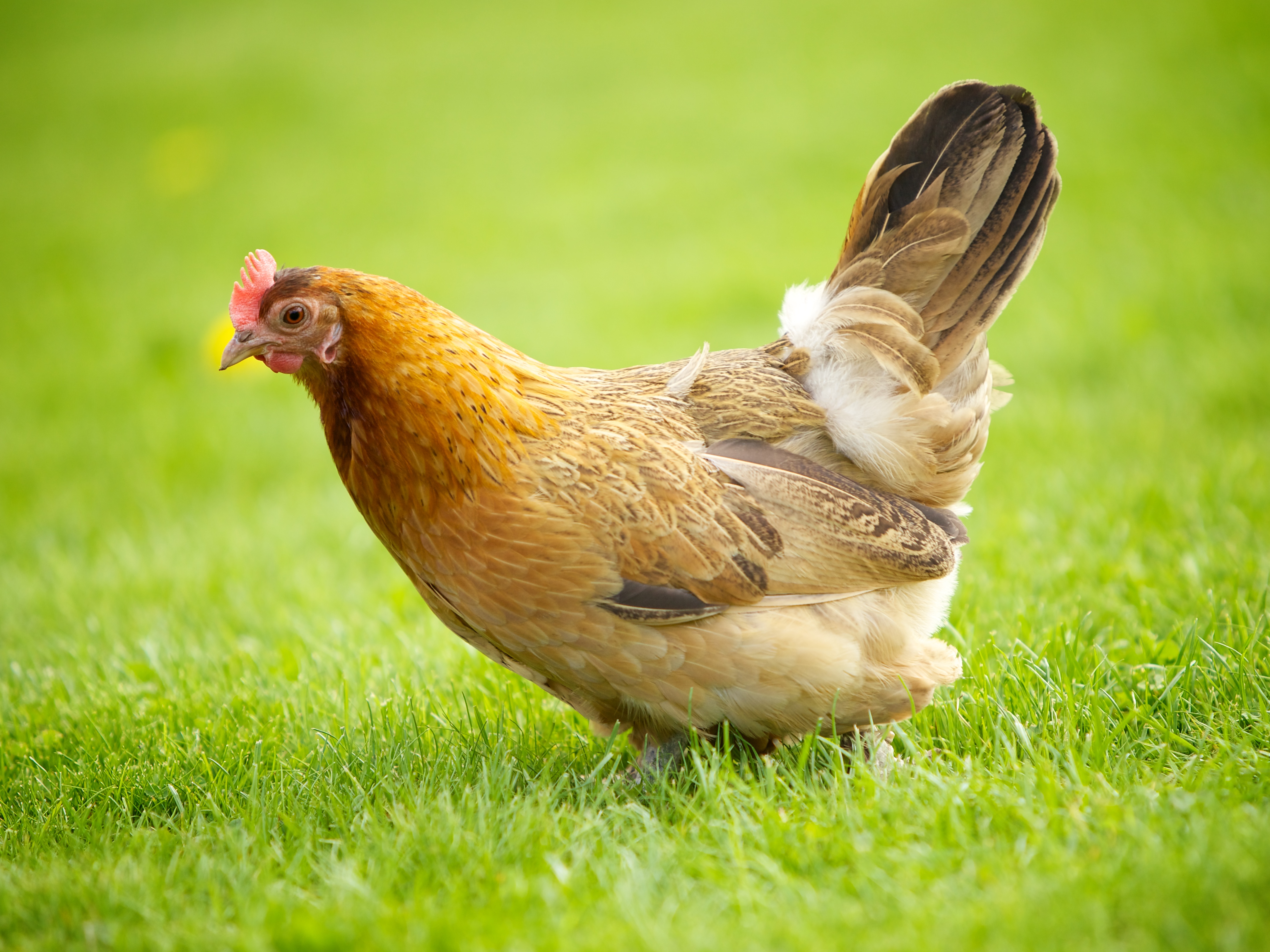 Hen Wallpapers