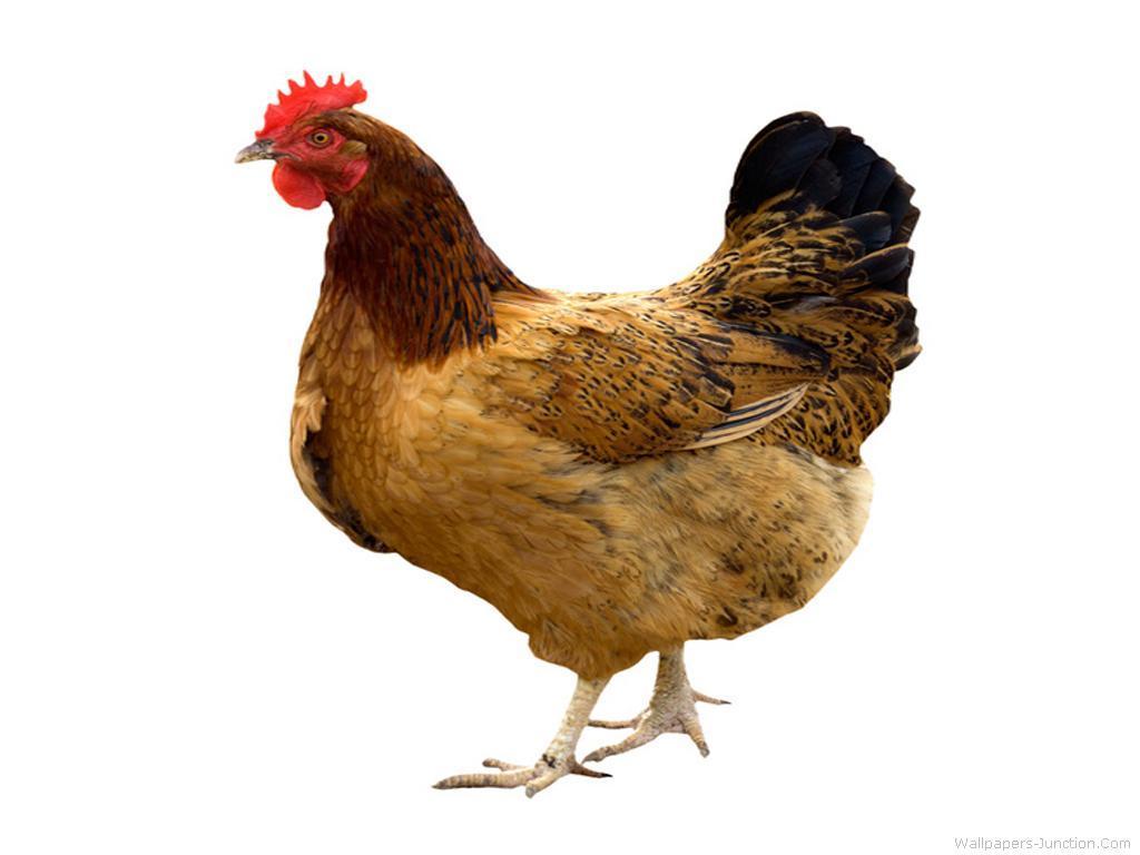 Hen Wallpapers