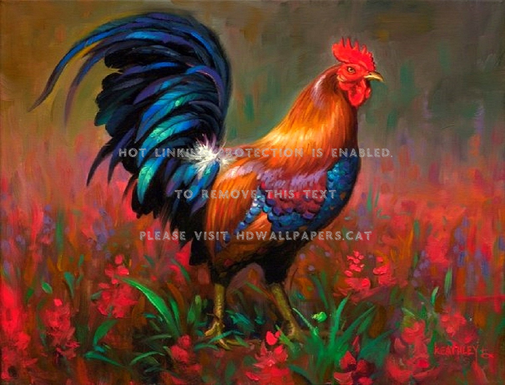 Hen Wallpapers