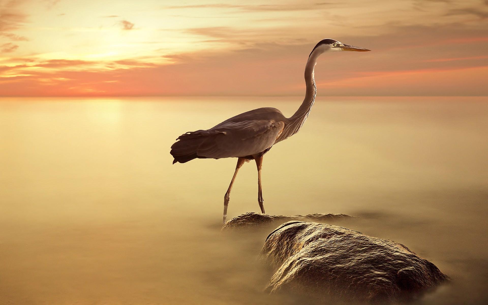 Herons Wallpapers