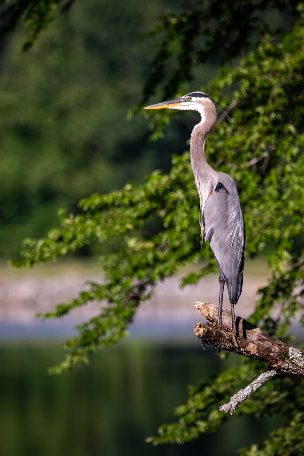 Herons Wallpapers