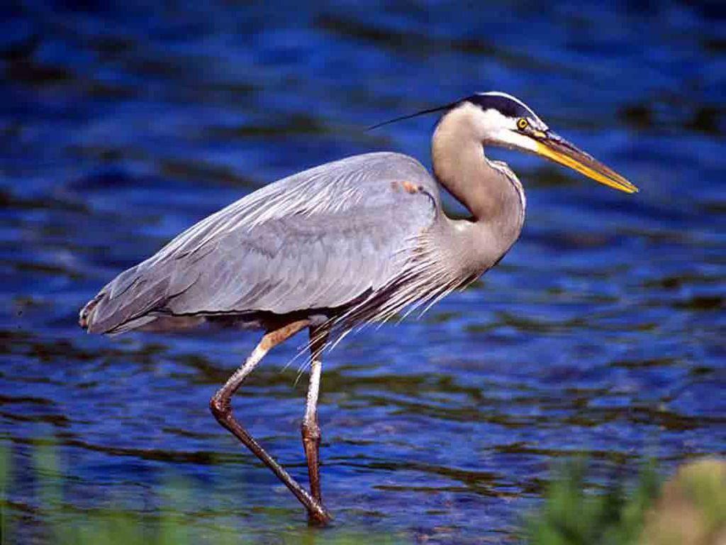 Herons Wallpapers