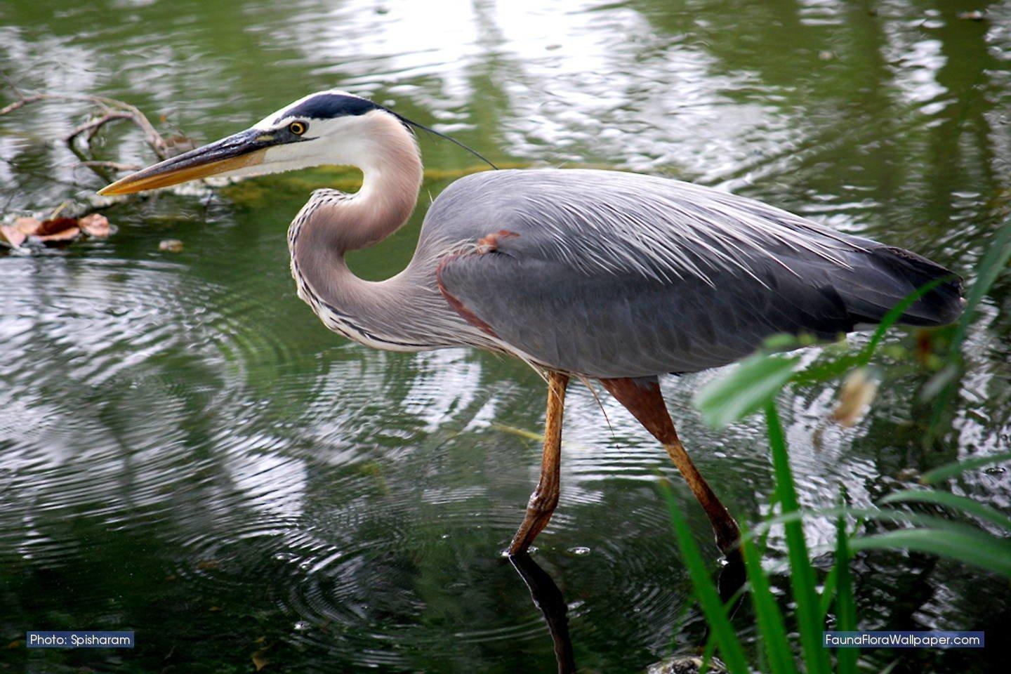 Herons Wallpapers