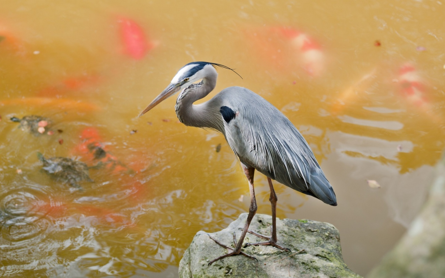 Herons Wallpapers