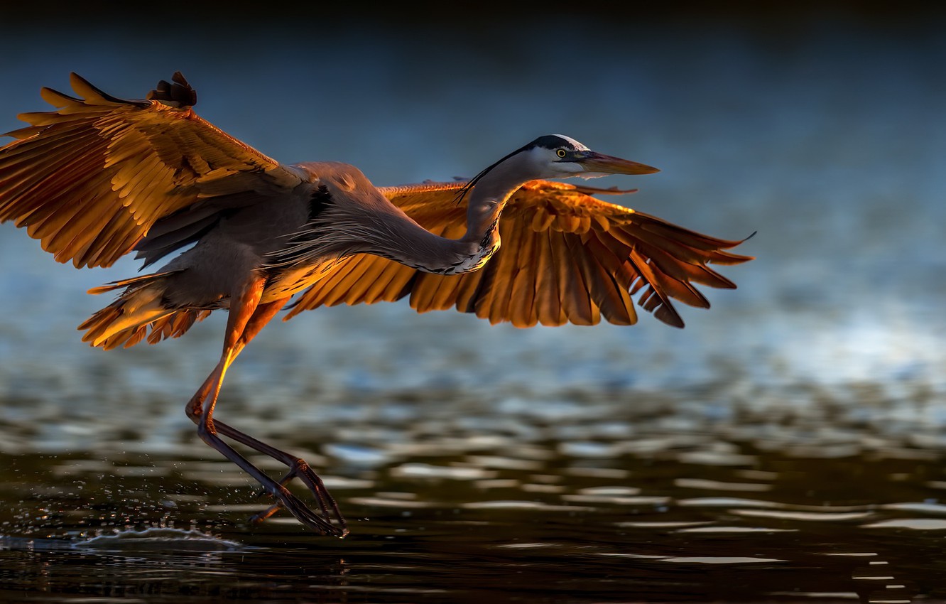 Herons Wallpapers