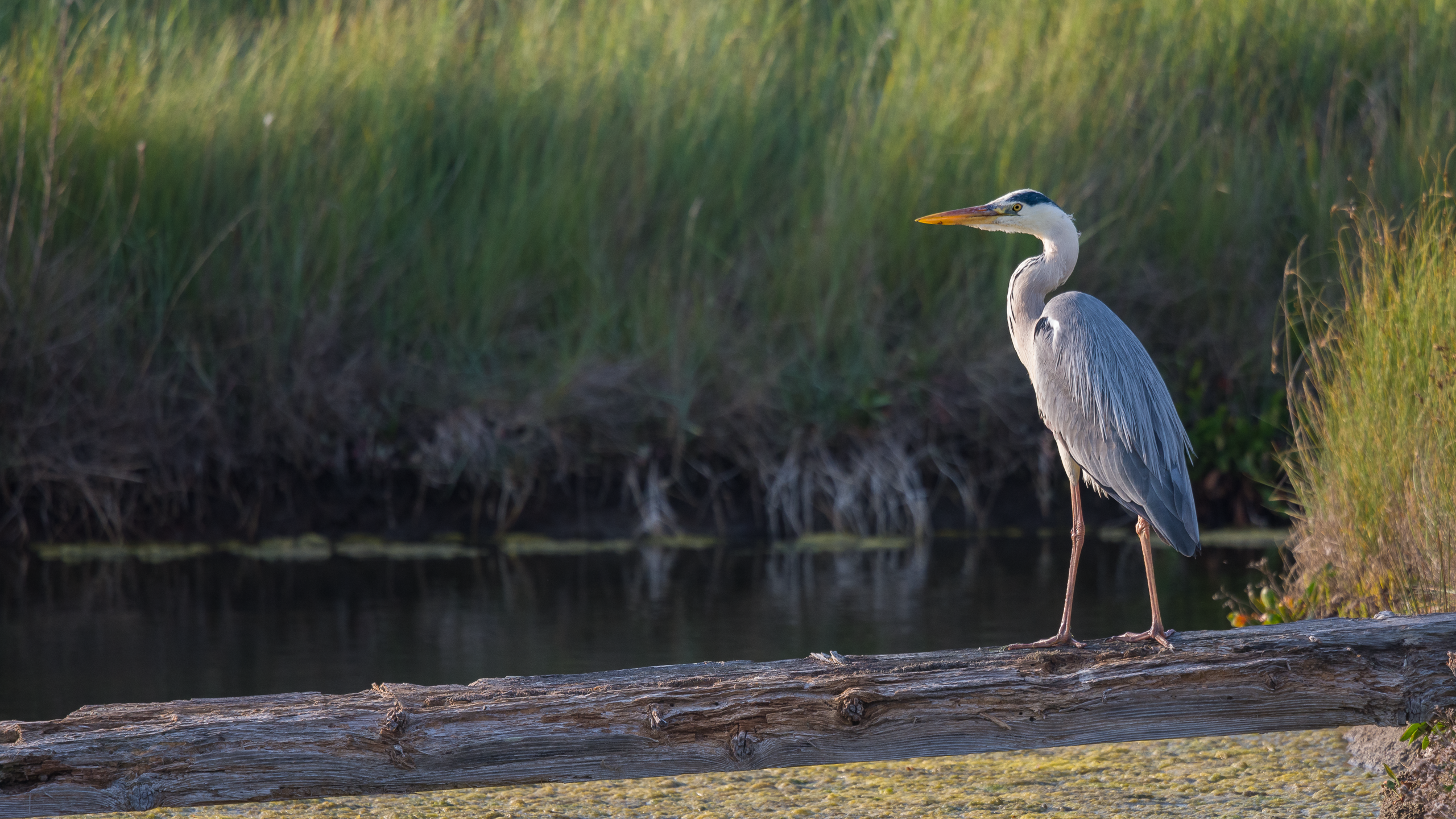 Herons Wallpapers