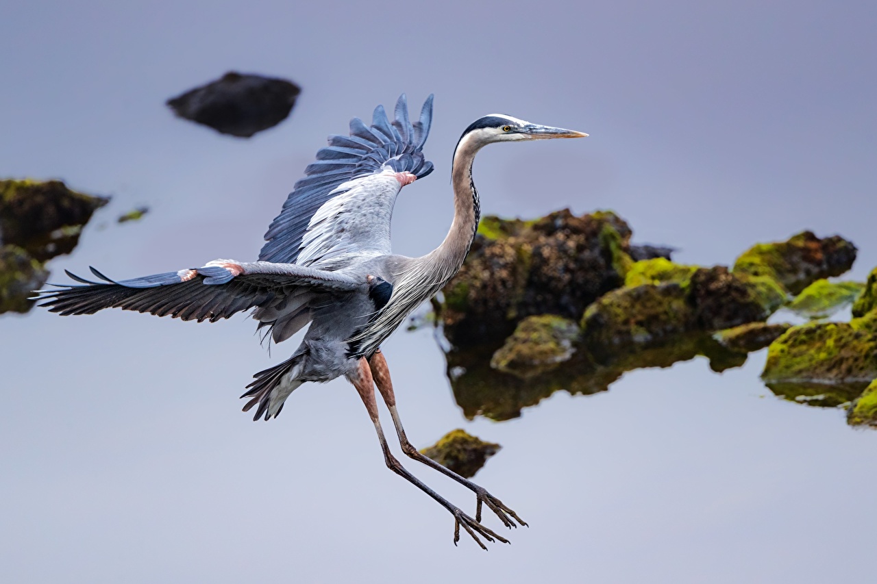 Herons Wallpapers