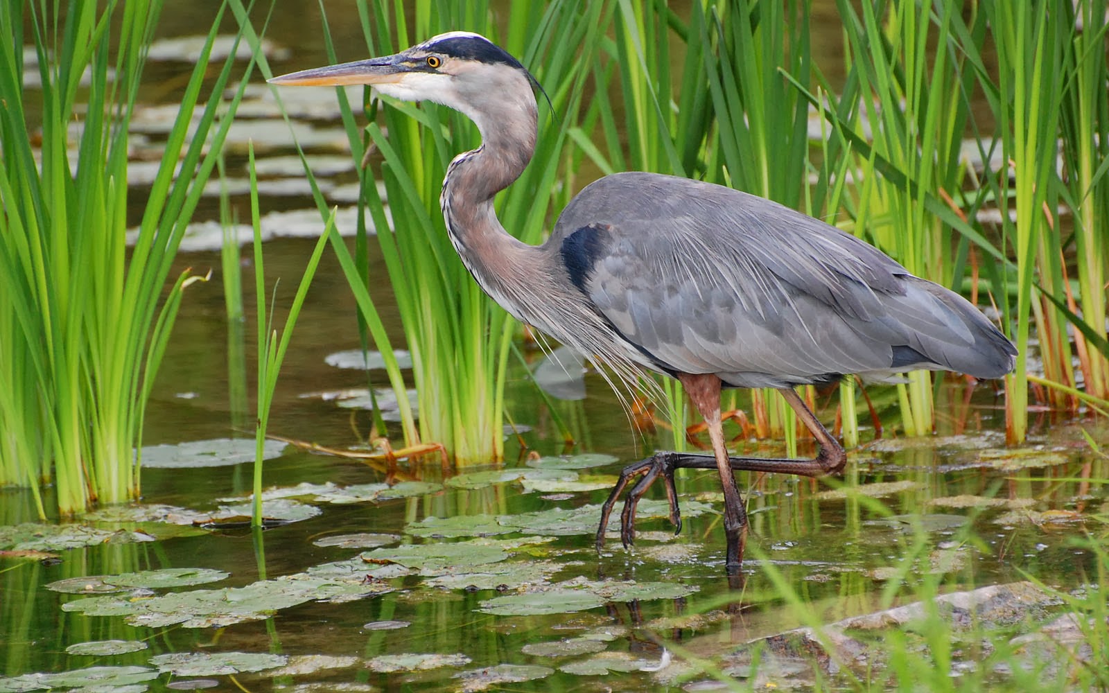 Herons Wallpapers