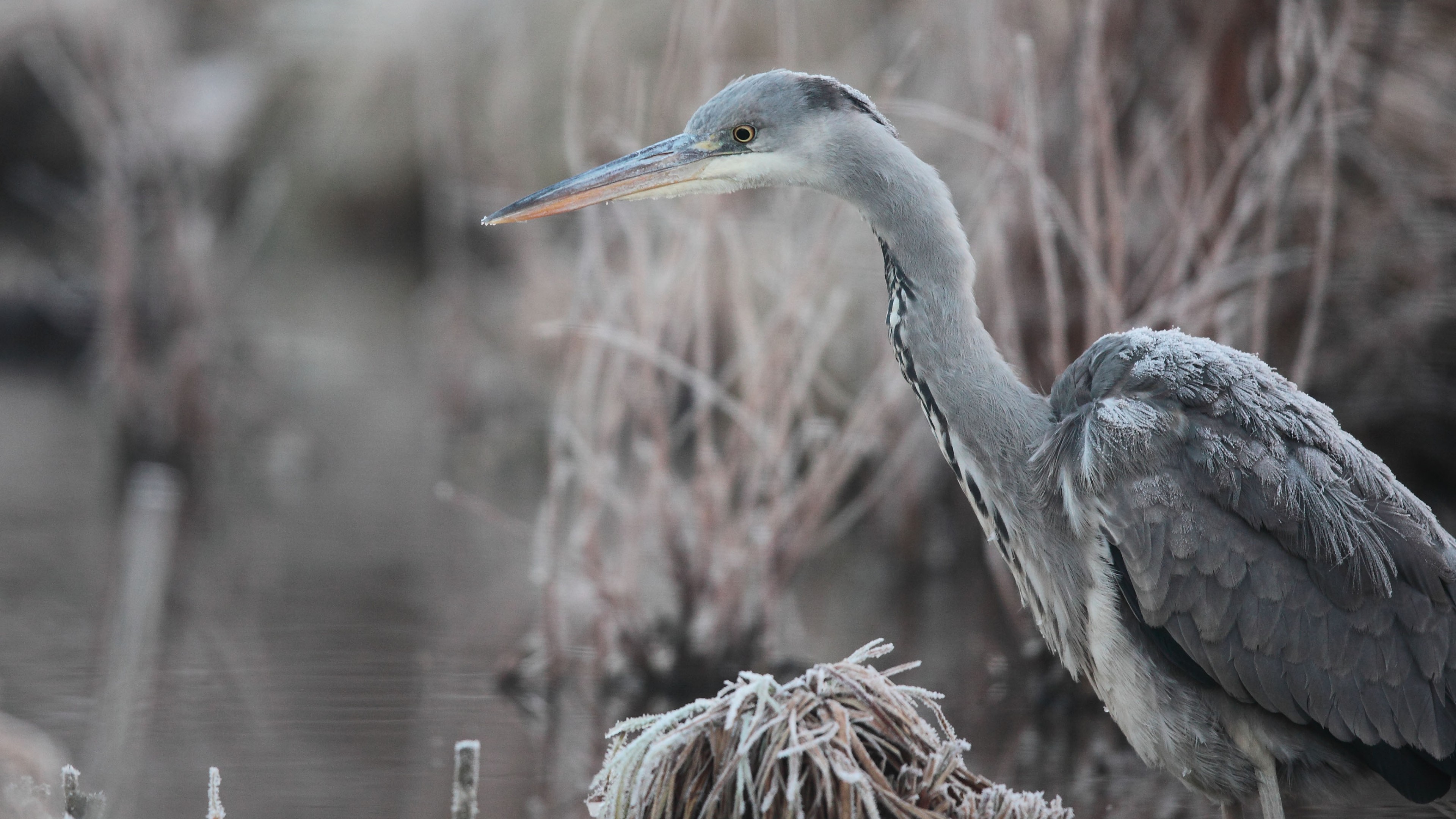 Herons Wallpapers