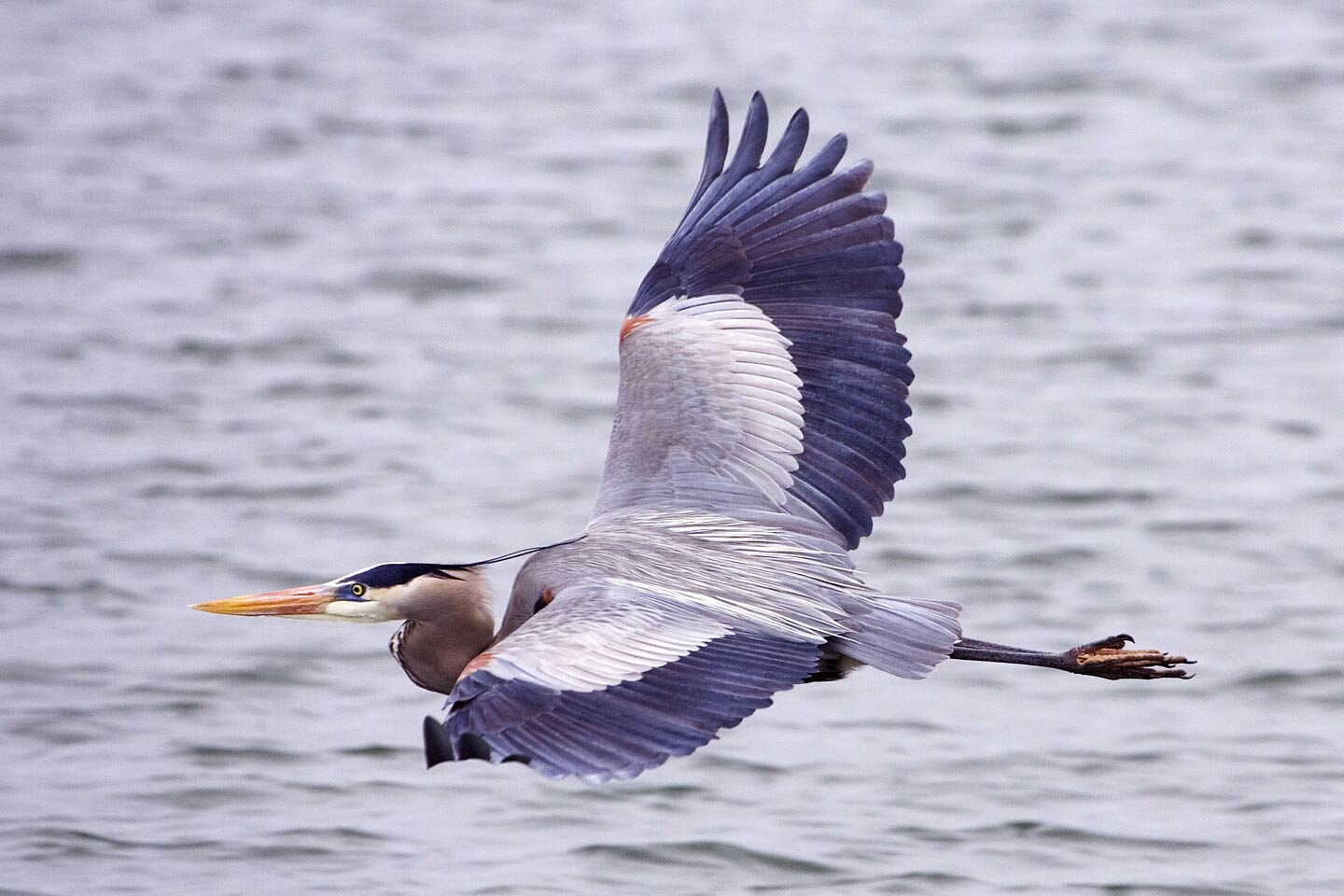 Herons Wallpapers