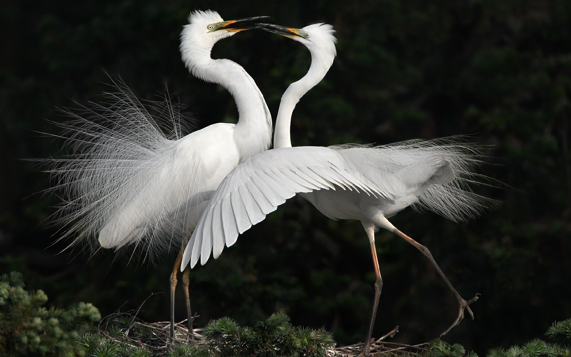 Herons Wallpapers