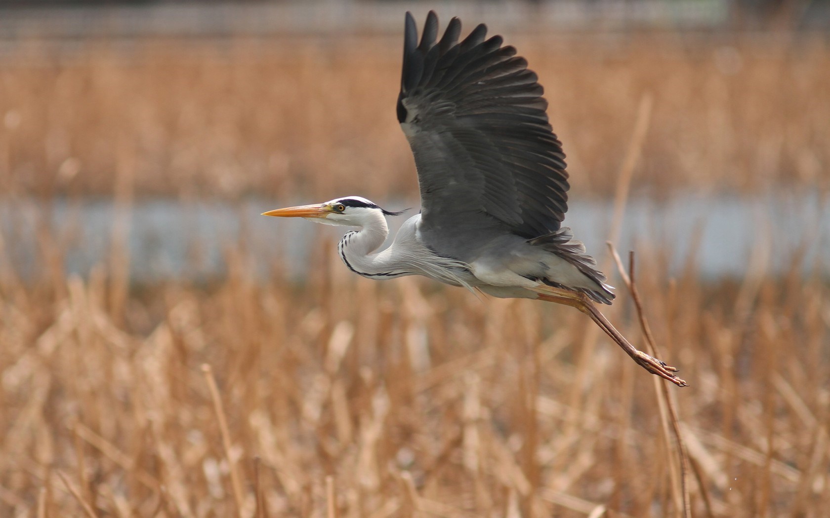 Herons Wallpapers