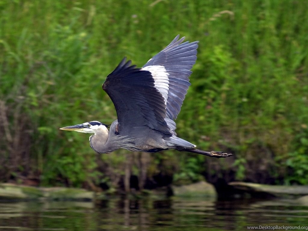 Herons Wallpapers