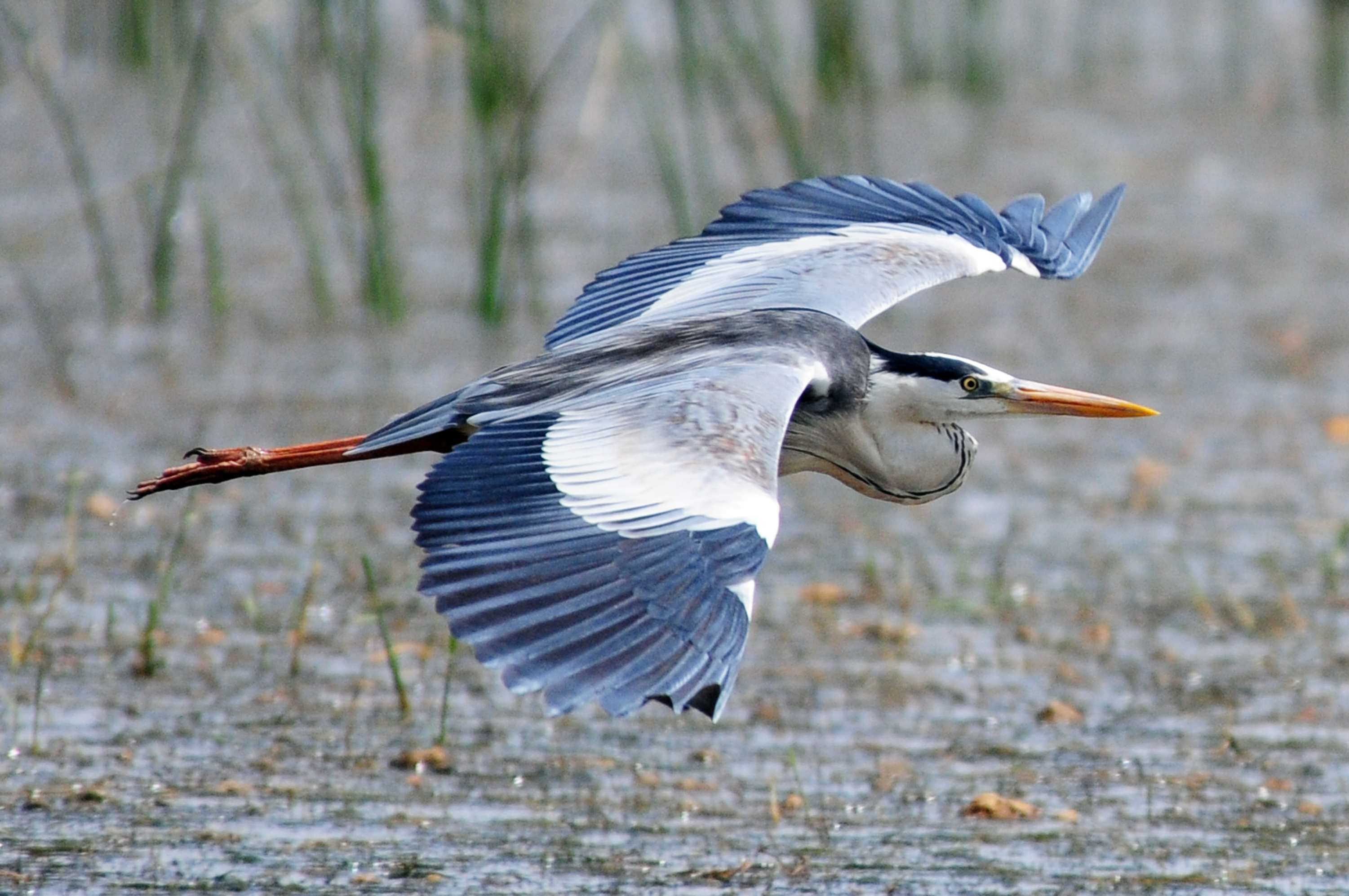 Herons Wallpapers