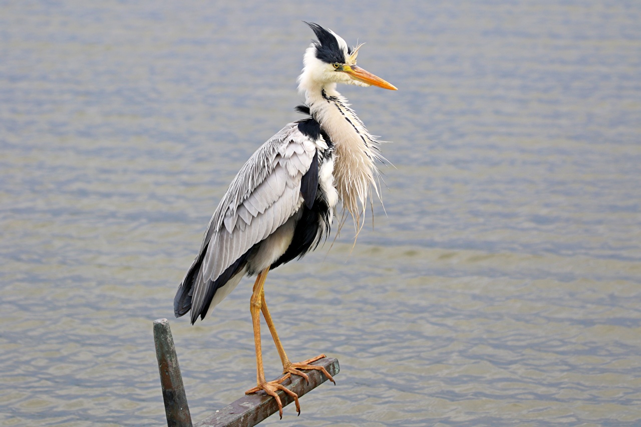 Herons Wallpapers