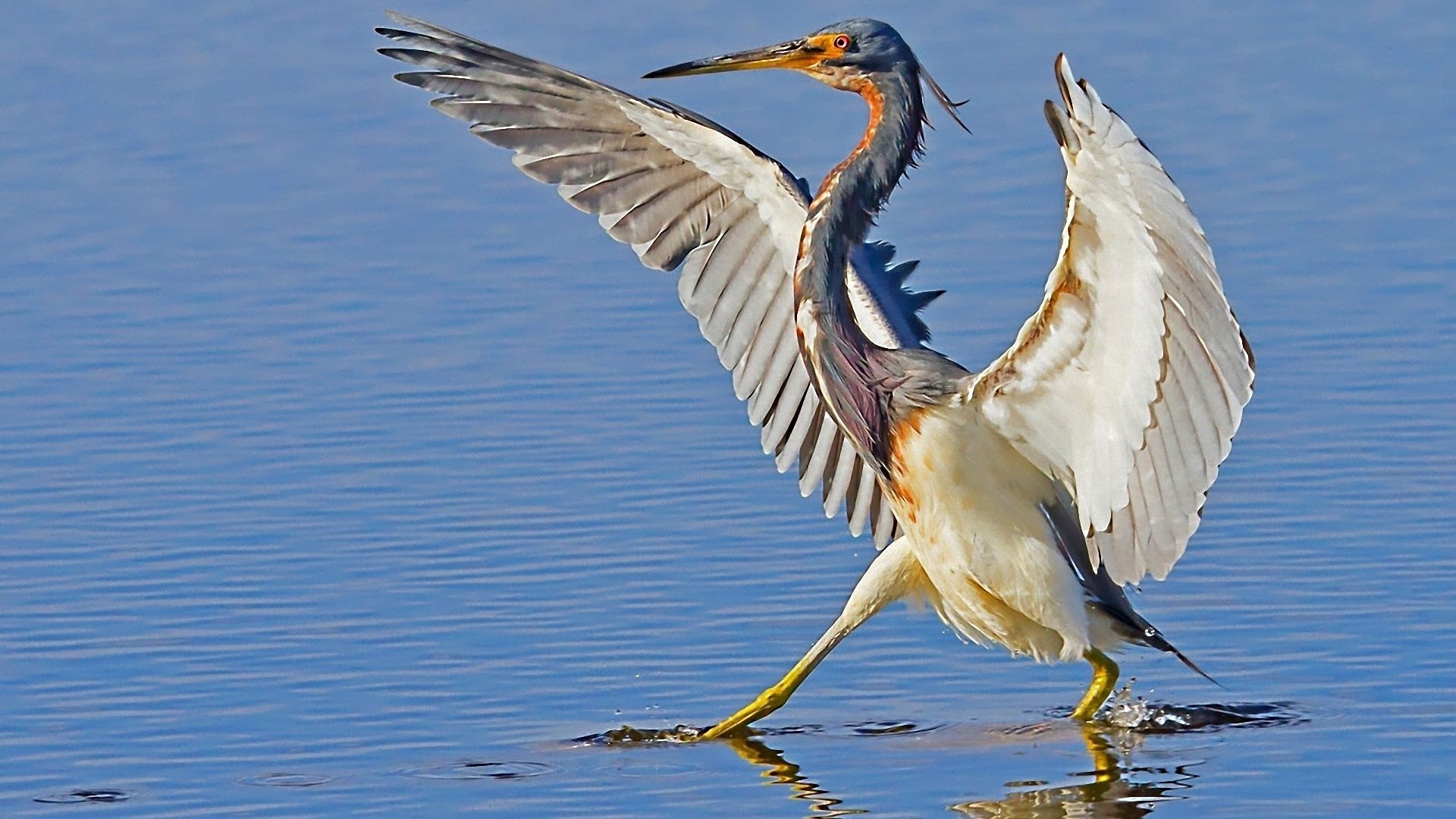 Herons Wallpapers